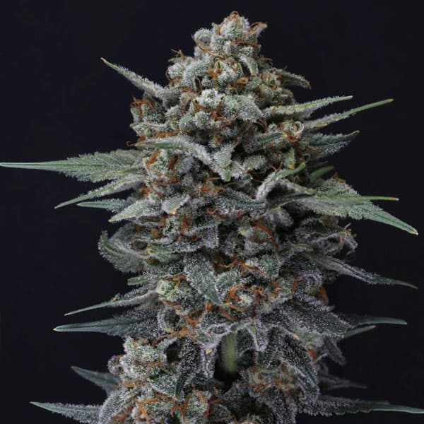 Alien Snack Auto Seed > Pure Instinto | Autoflowering Cannabis   |  Sativa